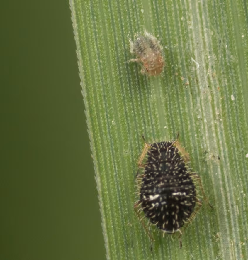 Hedgehog Grain Aphid, photo 3 of 5