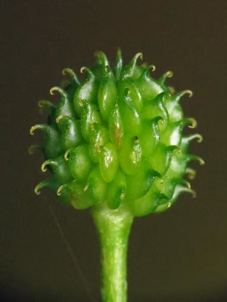 Renoncule à bec recourbé, En fruits
