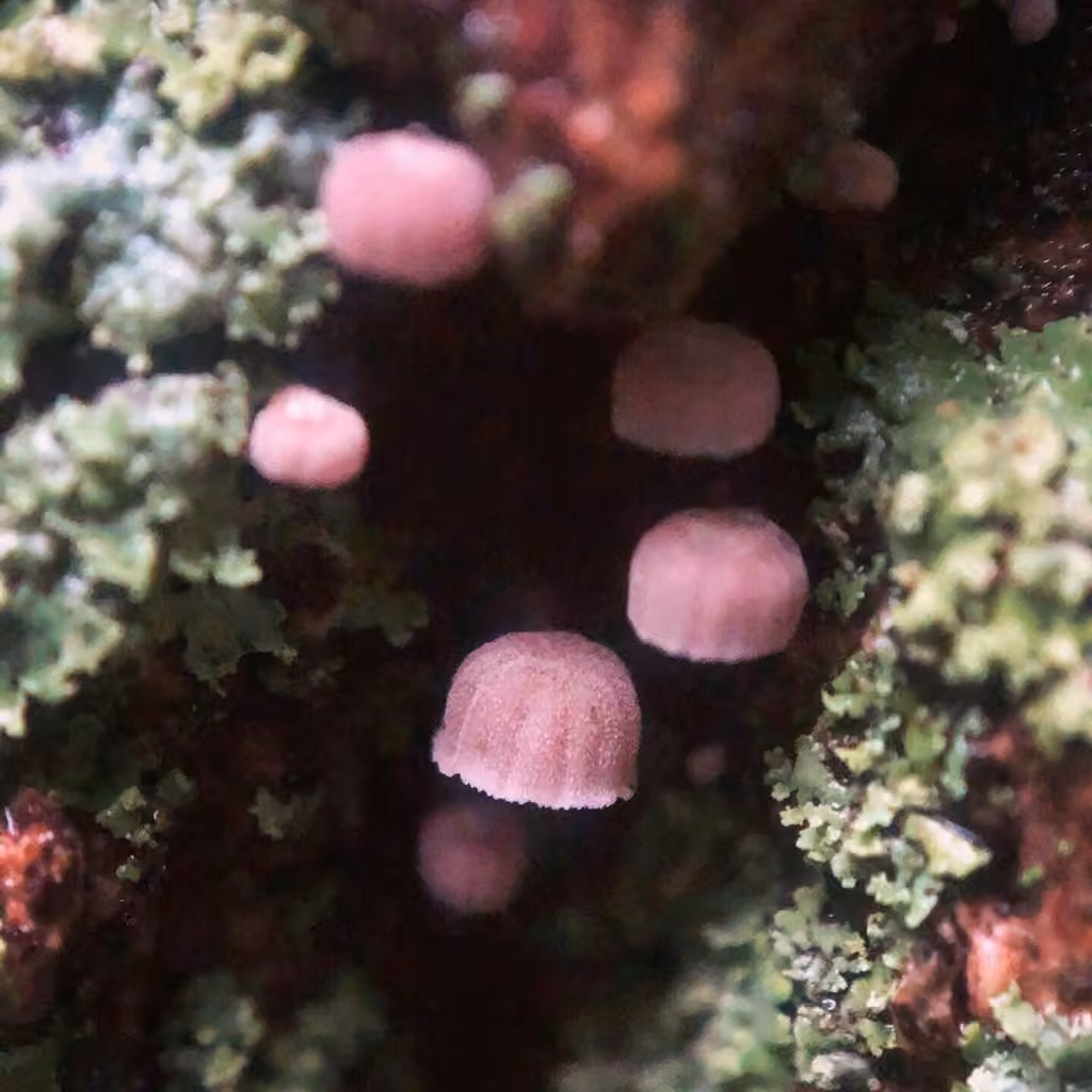 Mycène corticole brune, photo 2 sur 5