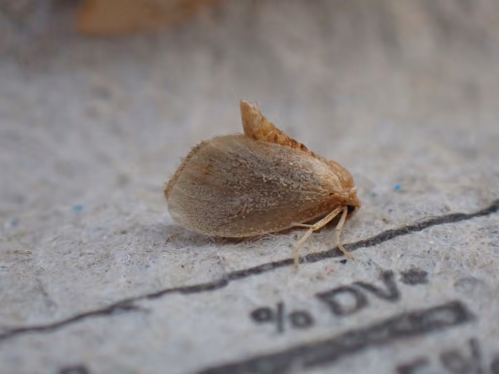 Red-eyed Button Slug Moth, Mâle