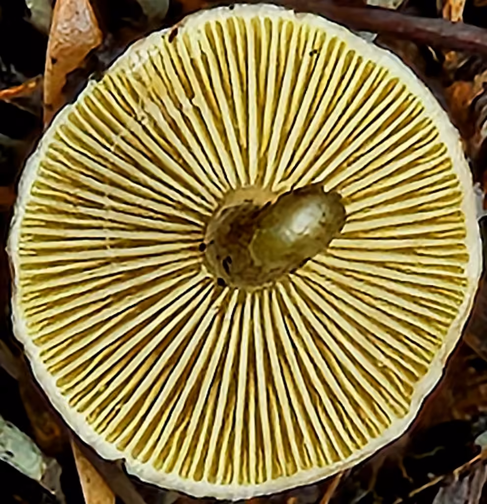 Lepiota elaiophylla, photo 2 sur 5