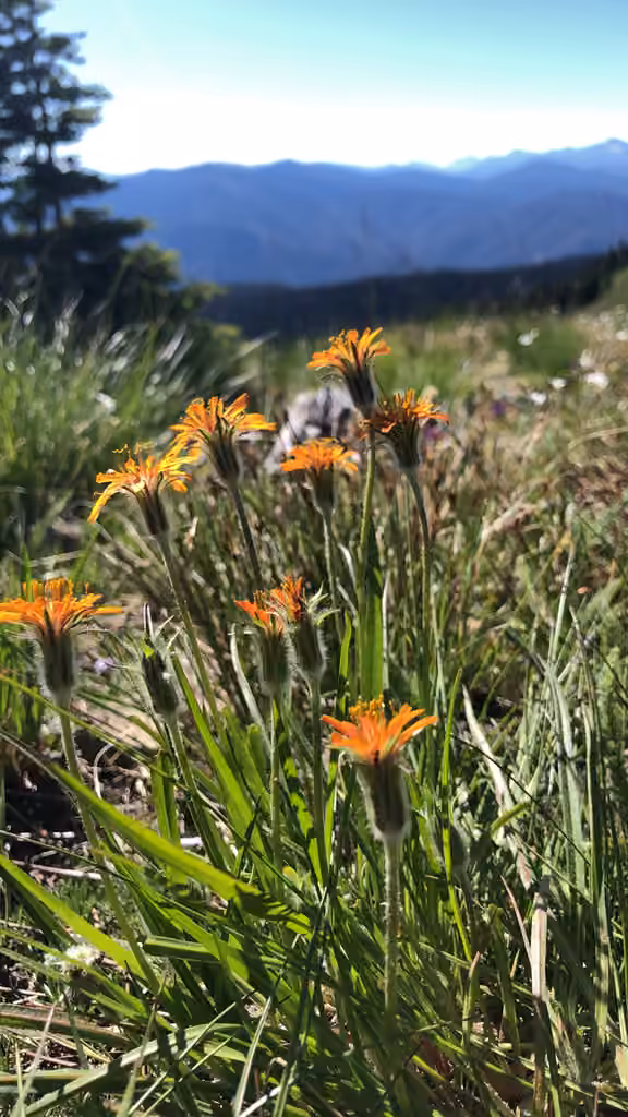 Orange agoseris, photo 1 of 5