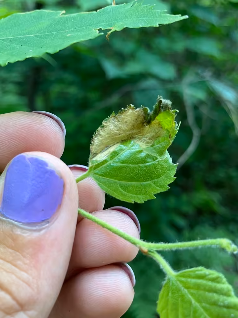 Striped Bright, Caterpillar