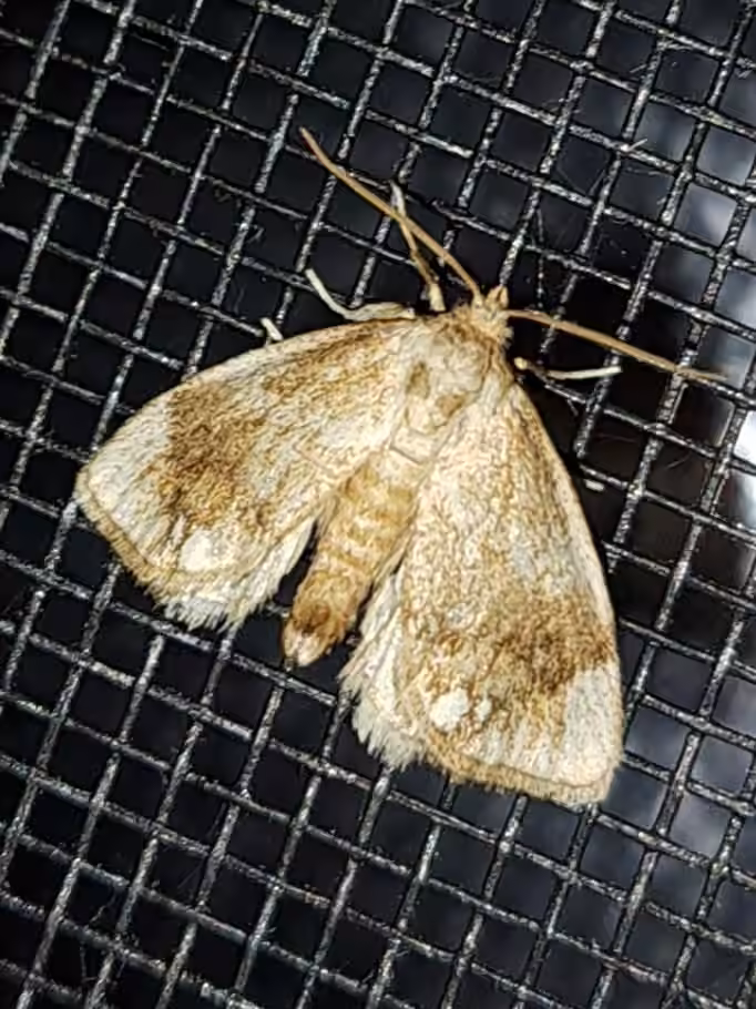 Jeweled Tailed Slug Moth, Male