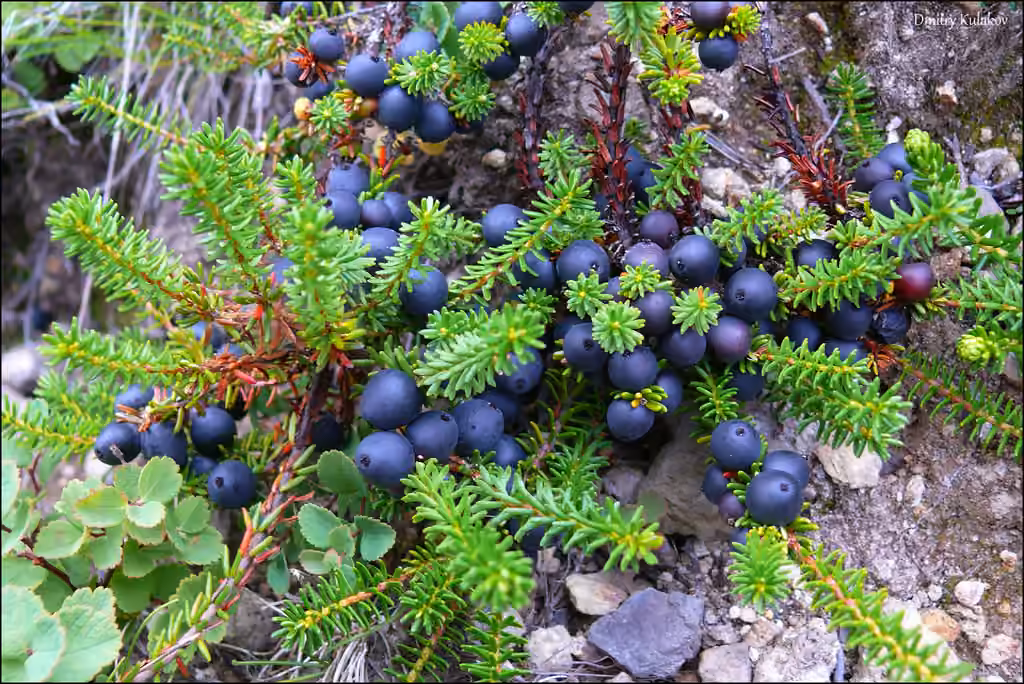 Camarine noire, photo 1 sur 5