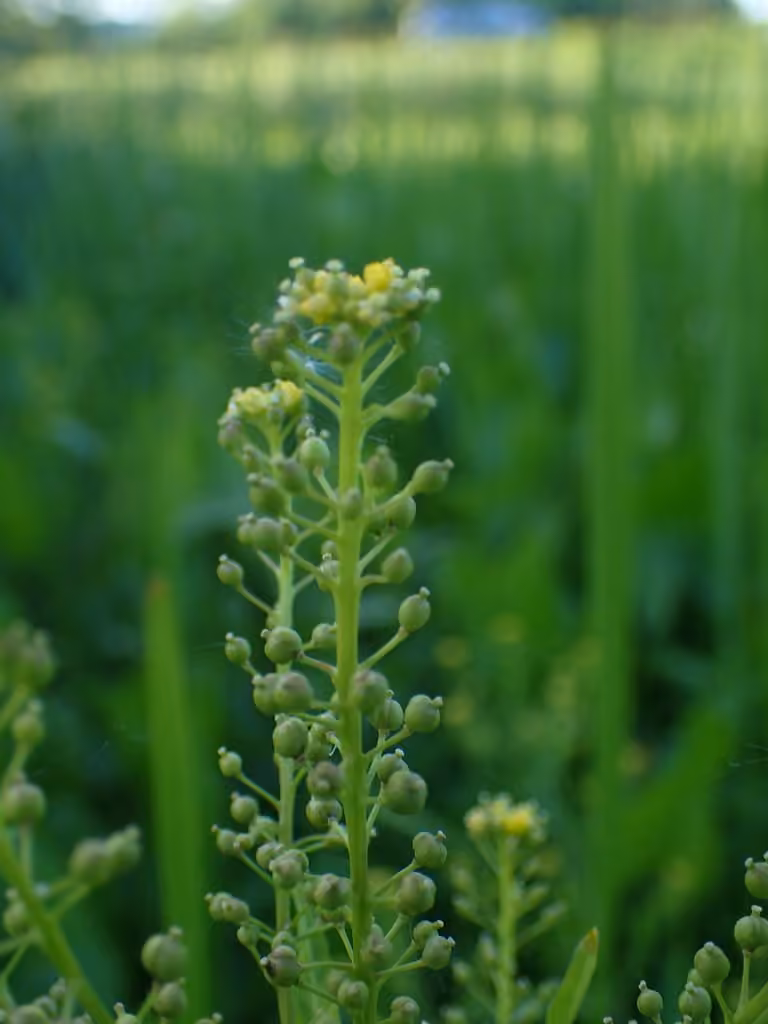 Hairy marsh yellowcress, In fruit