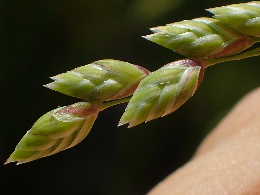 Canadian glyceria, photo 3 of 5
