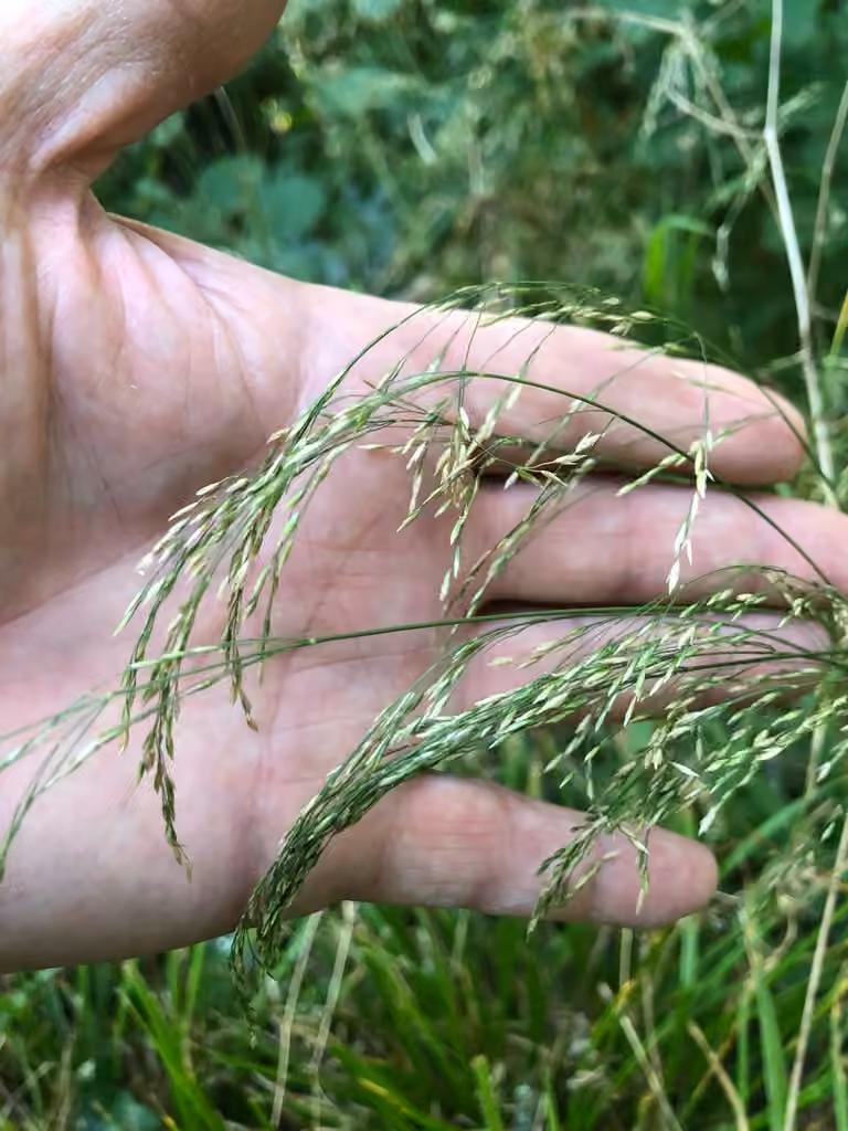 Wood bluegrass, In fruit
