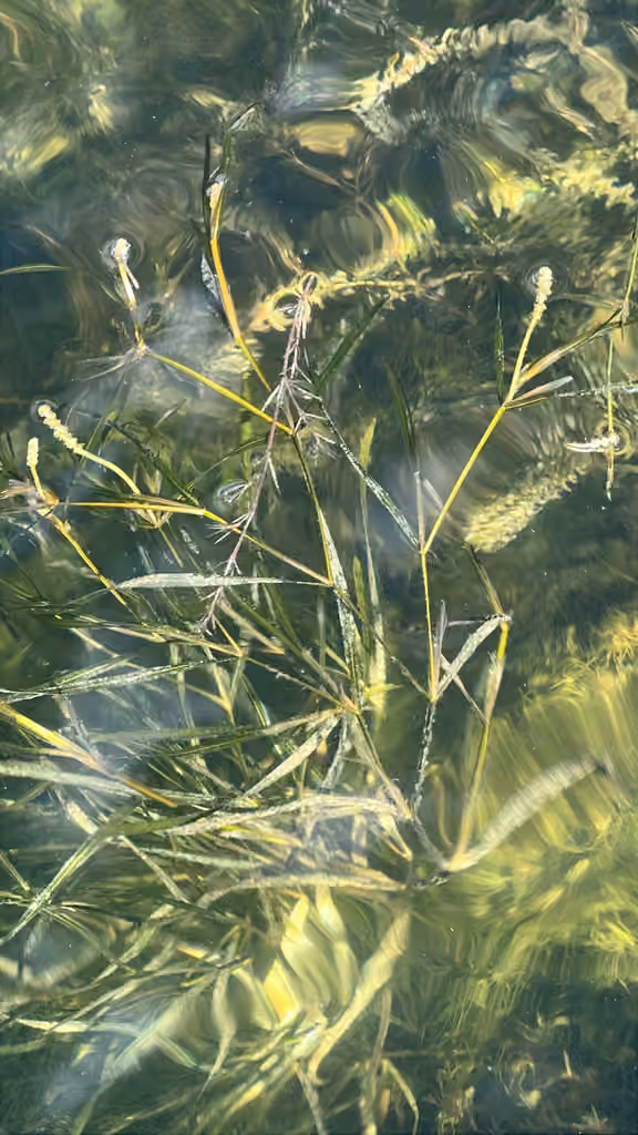 Potamot zostériforme, photo 1 sur 5