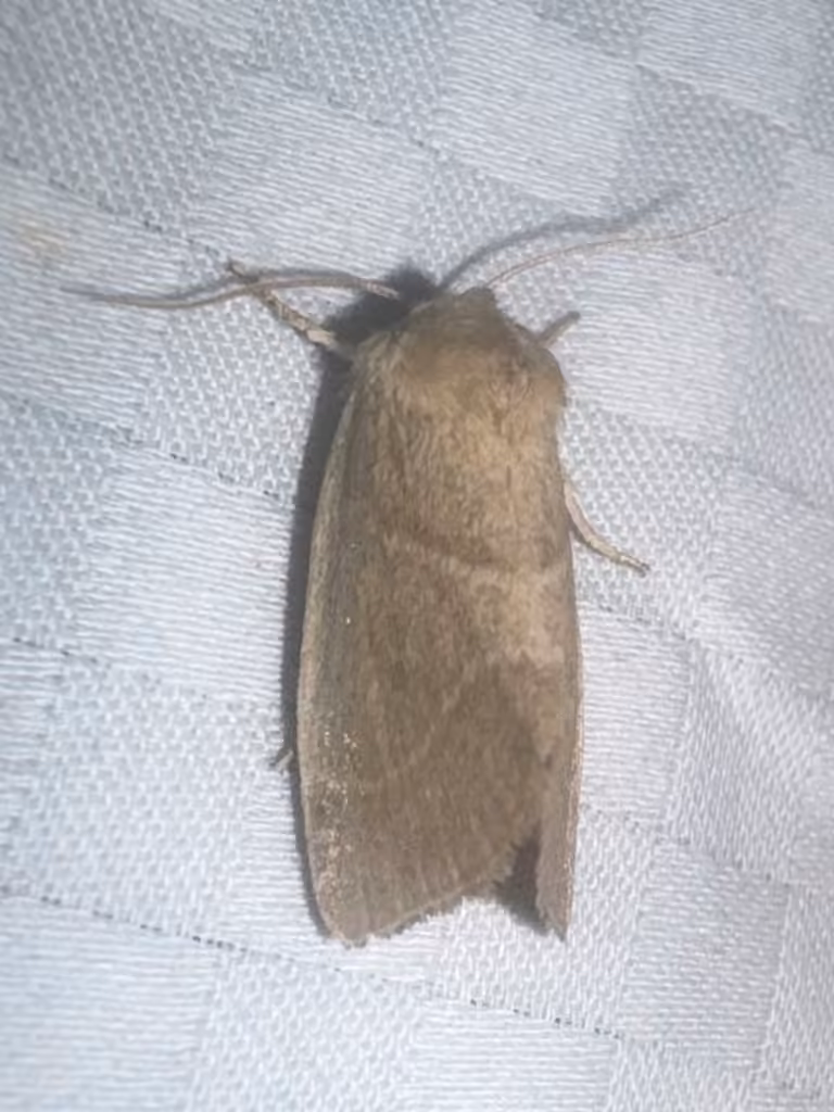 American Dun-bar Moth, Eggs