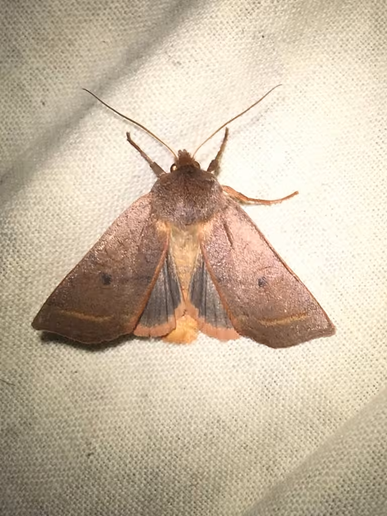 Pointed Sallow, Adulte