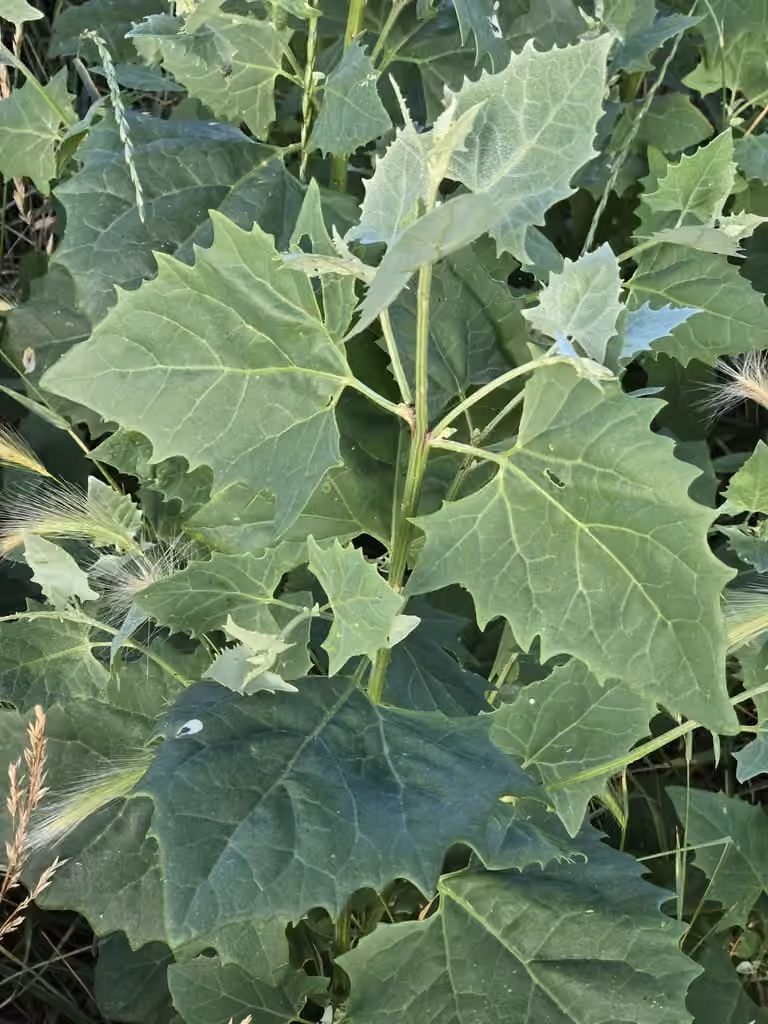 Russian atriplex, No flowers or fruits