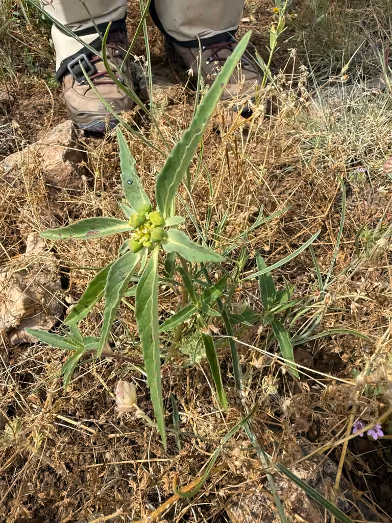 David's spurge, In flower