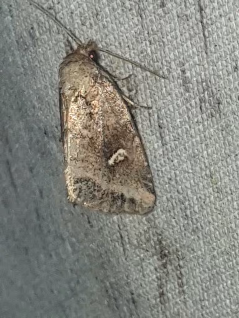 Included Cordgrass Borer Moth, Adult