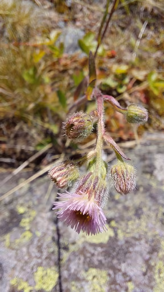 Bitter fleabane, In flower