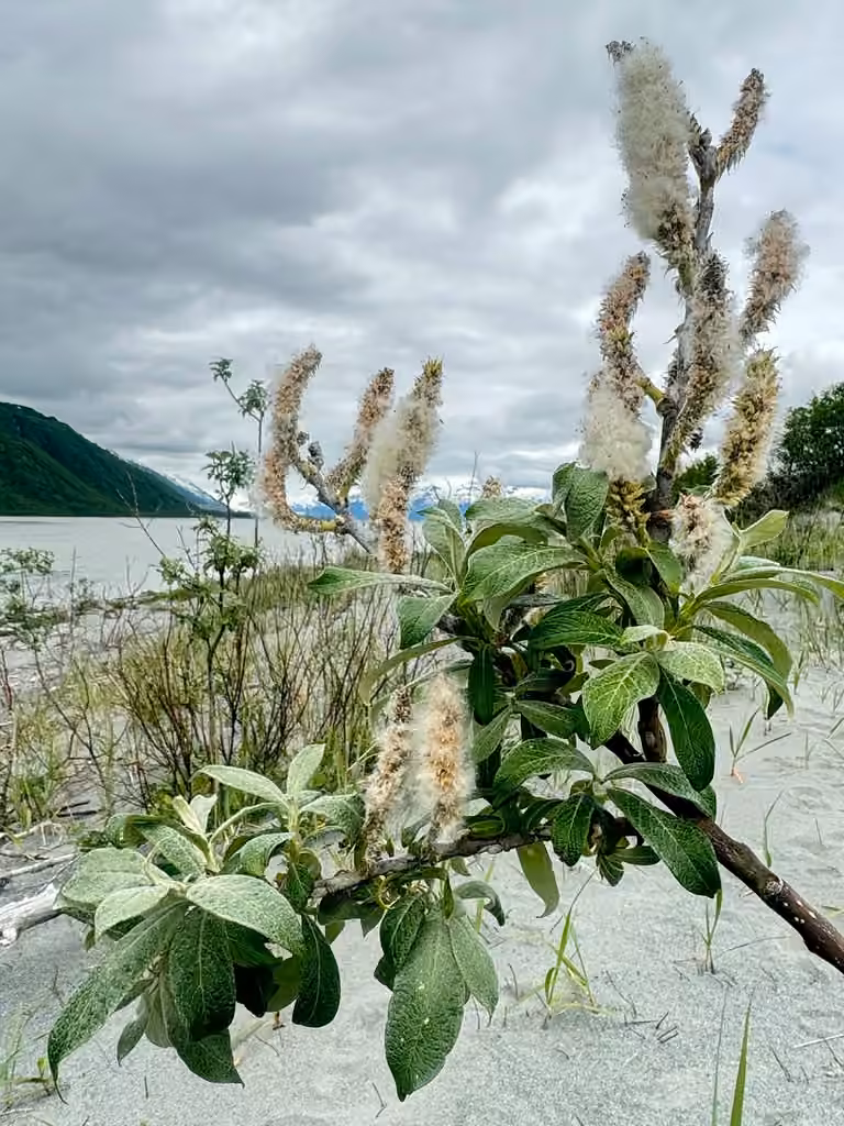 Feltleaf willow, In fruit