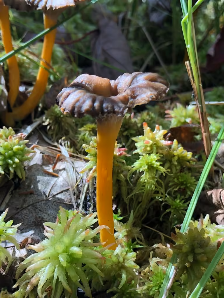 Chanterelle Grise, photo 2 sur 5