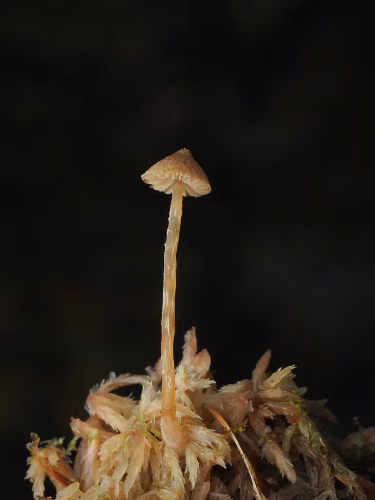 Galère des marais, photo 3 sur 5