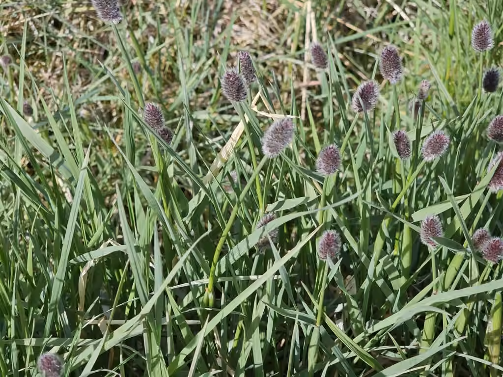 Alpine foxtail, In flower