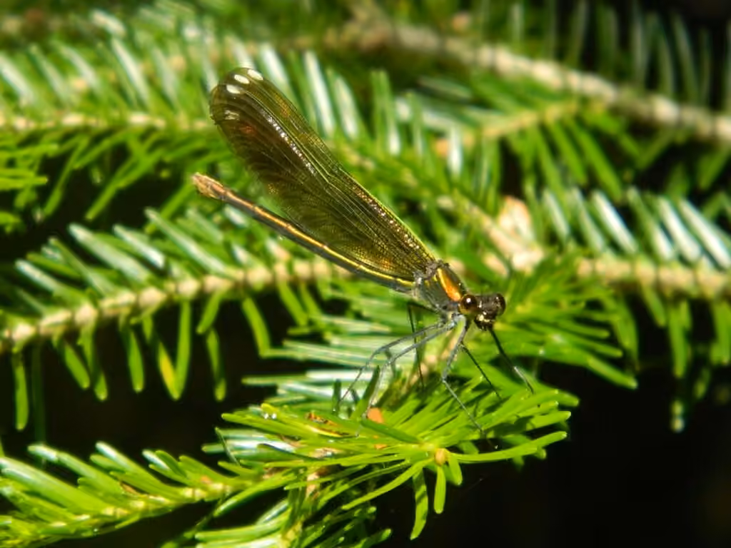Caloptéryx à Taches Apicales