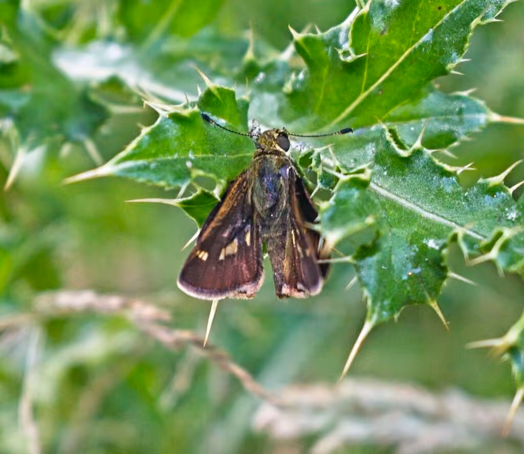 Little Glassywing, Male