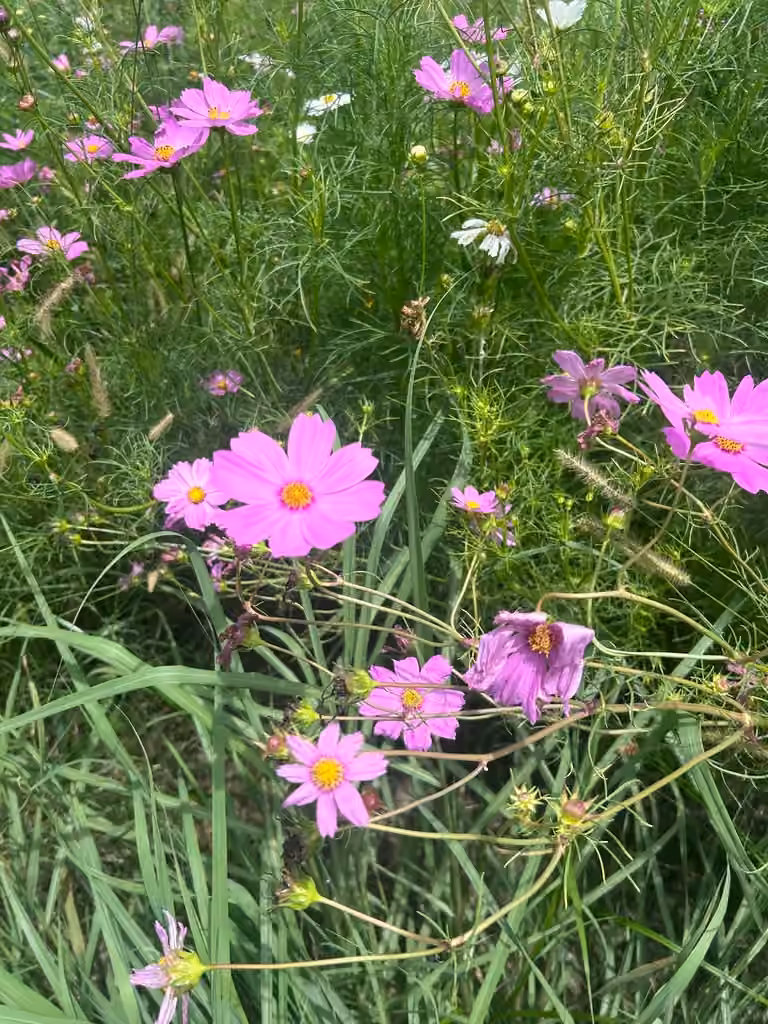 Cosmos bipenné, En fruits