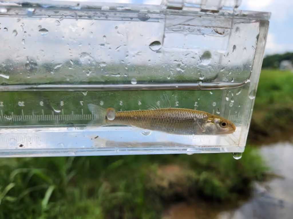 Bluntnose Minnow, Juvenile