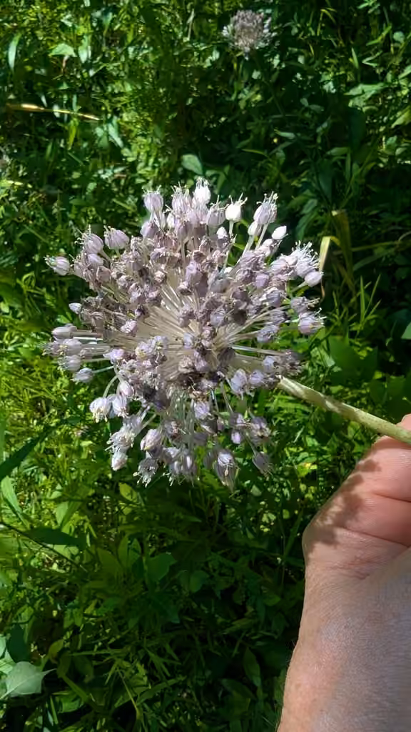 Broadleaf wild leek, In flower