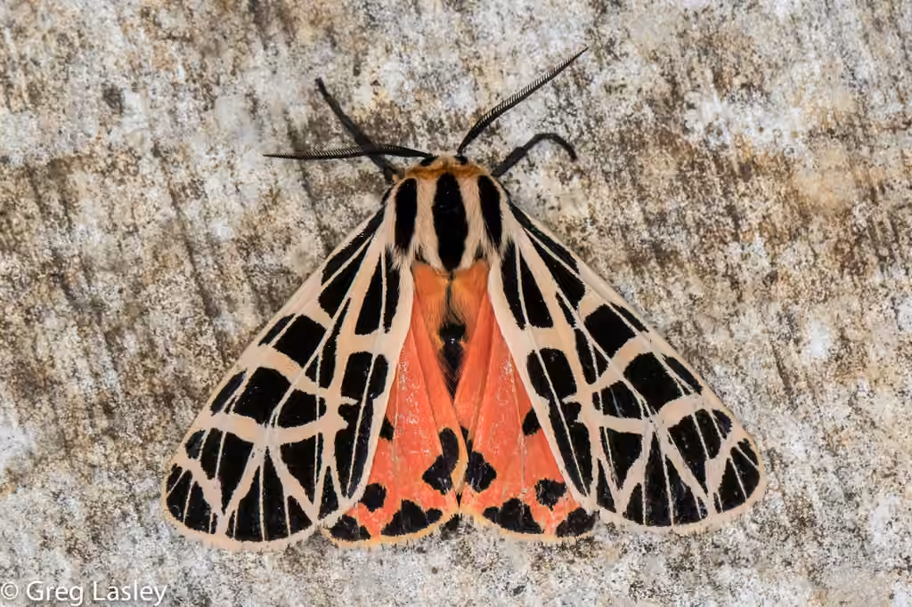 Parthenice Tiger Moth, photo 3 of 5