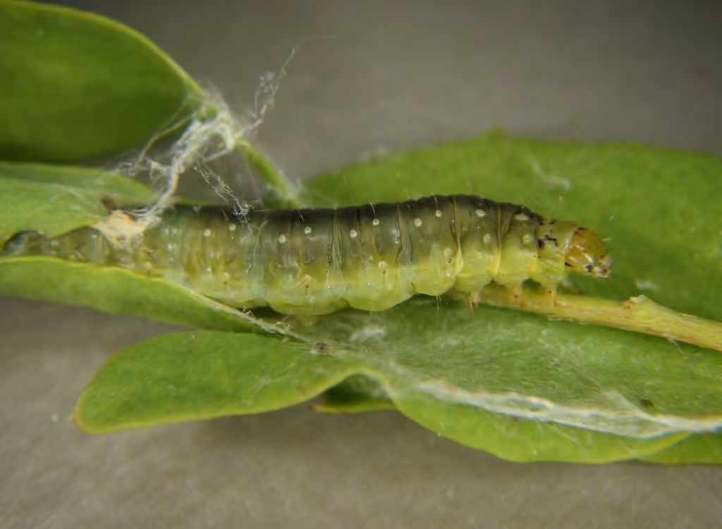 Allen's Tortrix Moth, Chenille