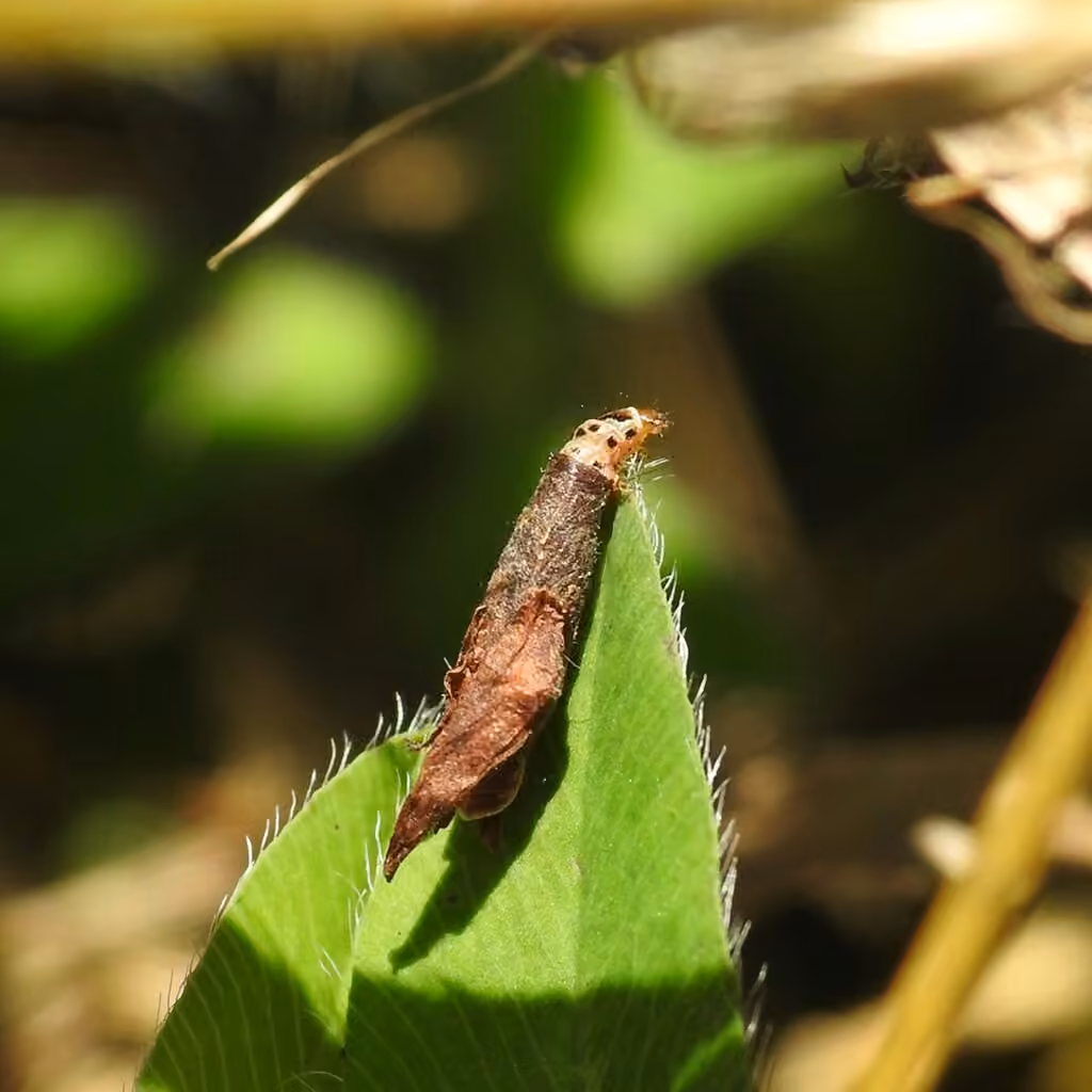 Red clover casebearer moth, Chenille