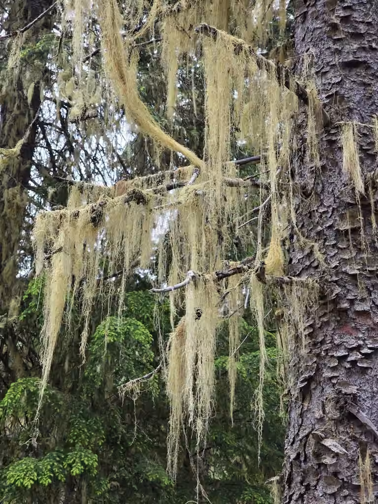 Witch's Hair, photo 1 of 5