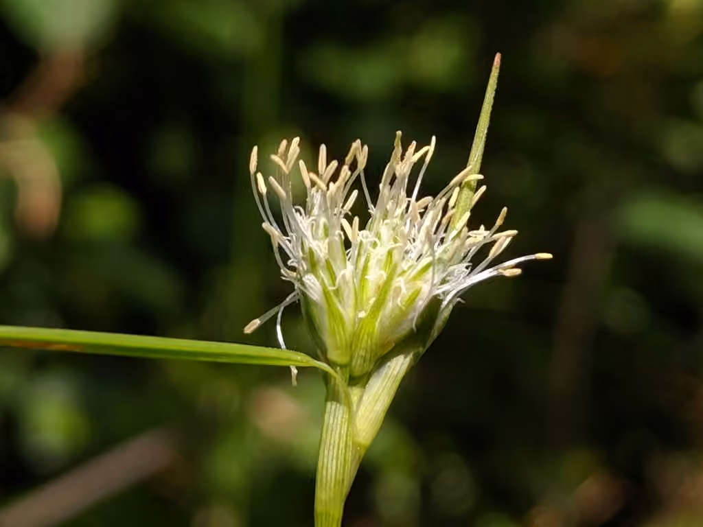 Linaigrette de Virginie, En fleurs