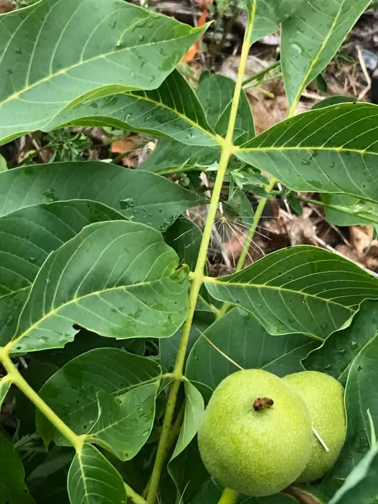 Noyer commun, En fruits