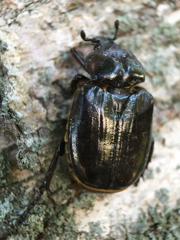 Hermit Flower Beetle, photo 3 of 5