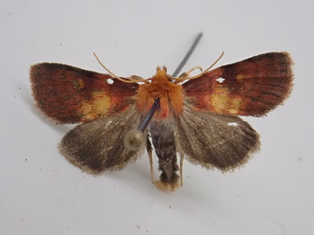 Epauletted Pitcher Plant Moth, Adult