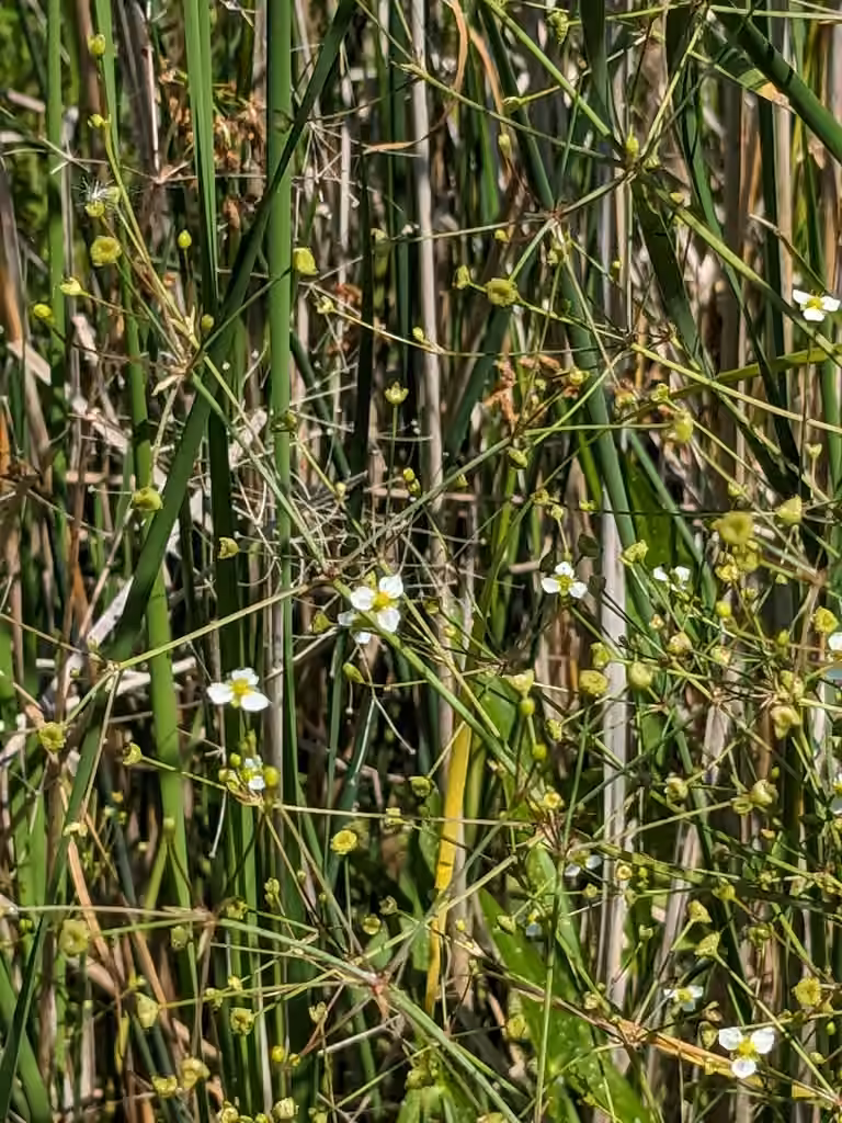 Northern water-plantain, In fruit