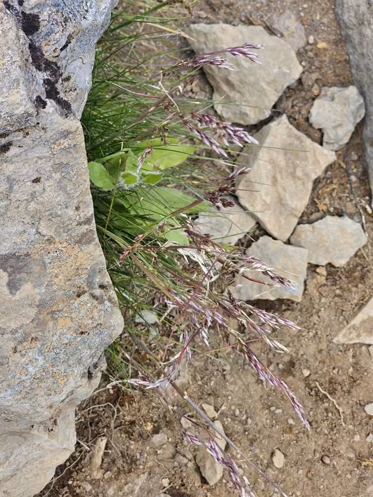 Pâturin glauque, En fleurs