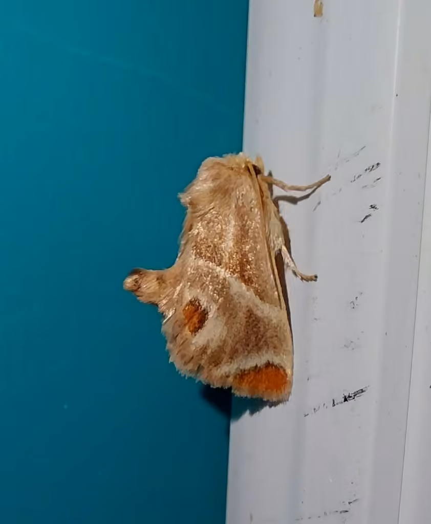 Shagreened Slug Moth, Male