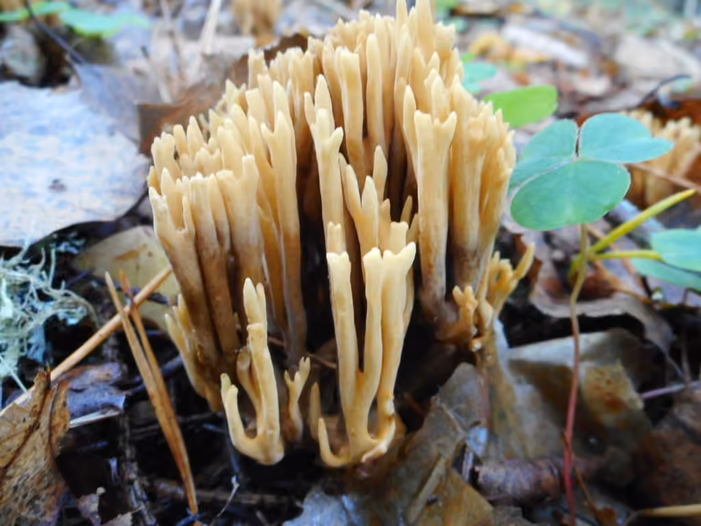 Clavaire palmée des conifères, photo 1 sur 5