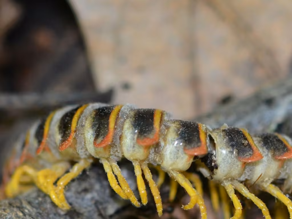 Arthrophaga myriapodina, photo 2 sur 5