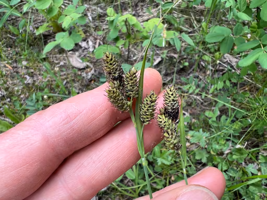 Black sedge, In flower