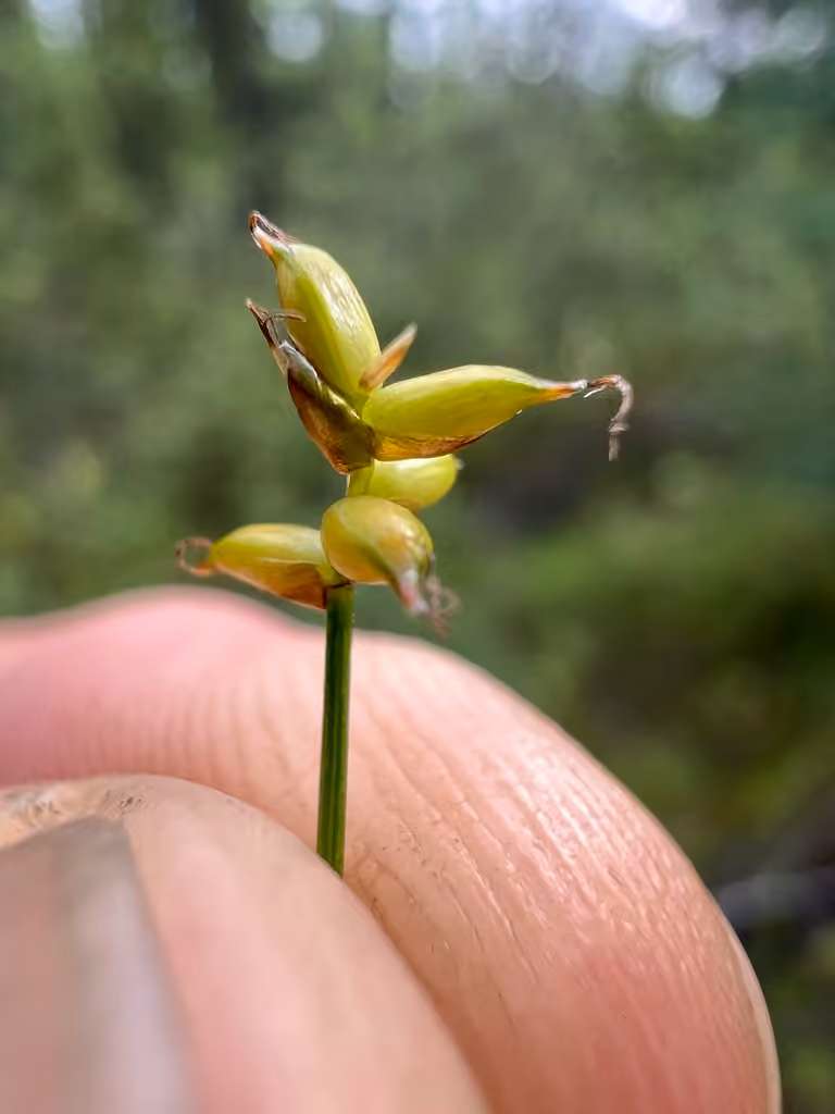 Carex à côtes, En fruits