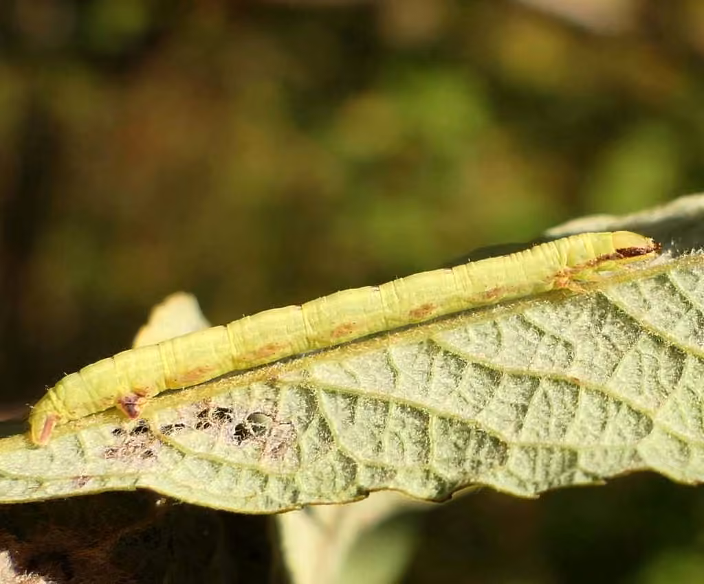 Yellow-dusted Cream Moth, Chenille