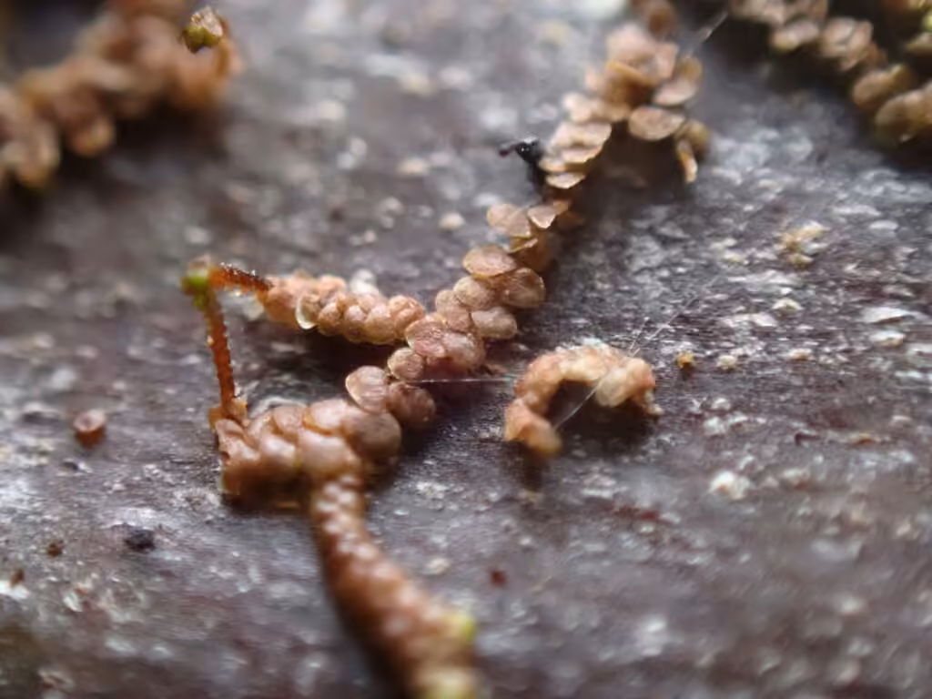 Frullanie chenille
