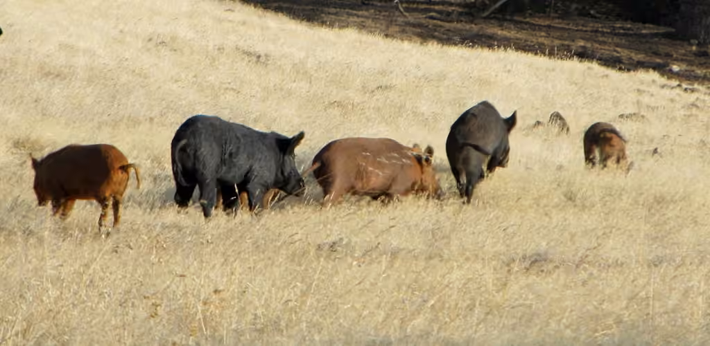 Wild Boar, Juvenile