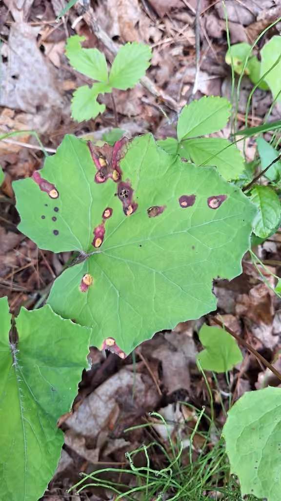 Coltsfoot Gall Rust, photo 3 of 5