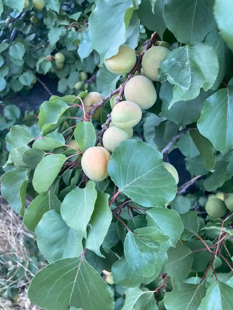 Abricotier commun, En fruits