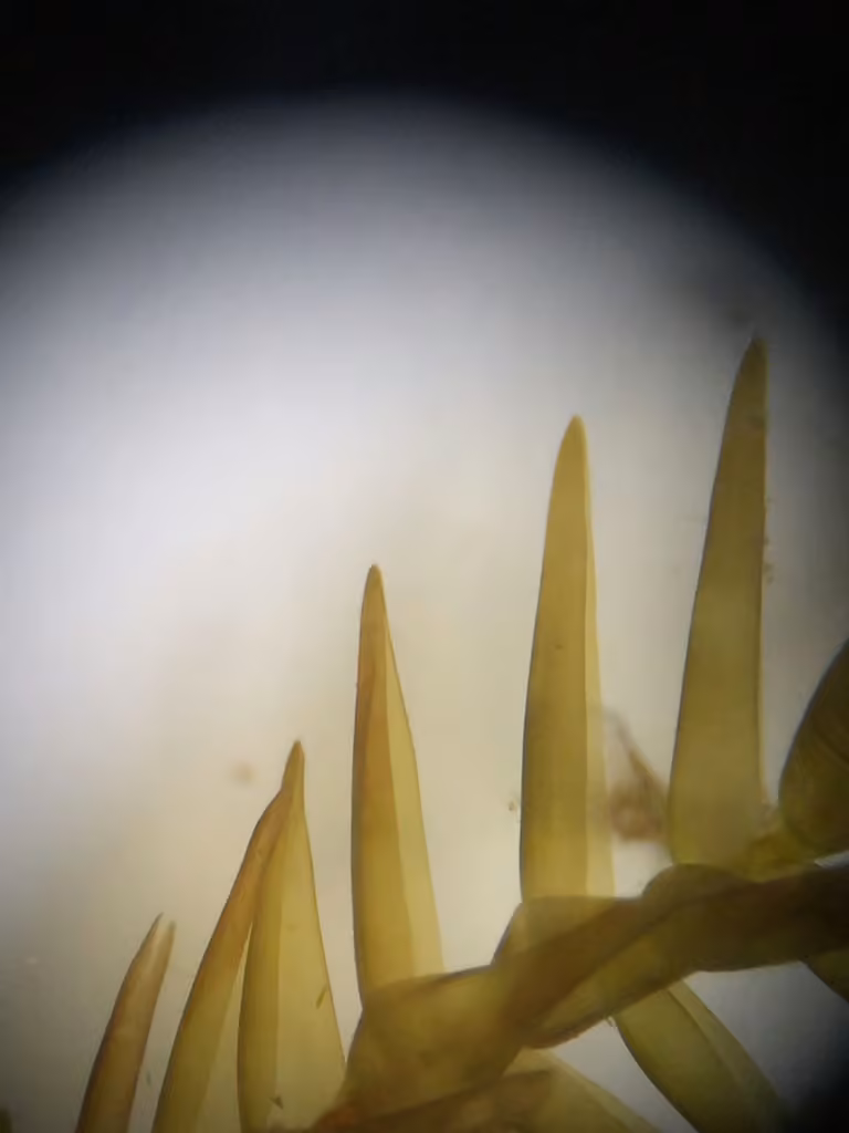 Fontinale variable, photo 2 sur 5