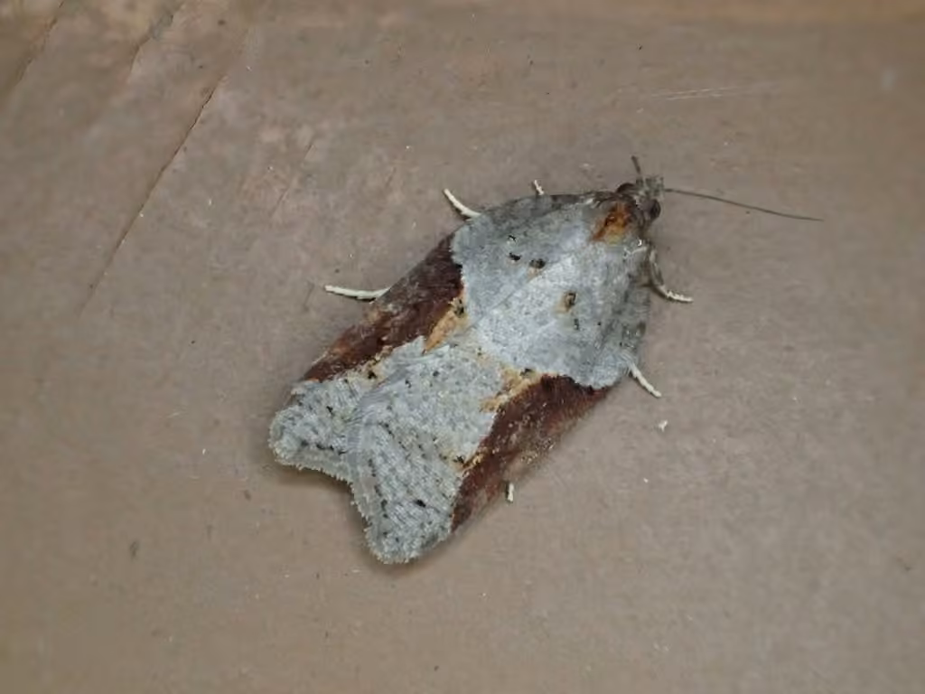 MacDunnough's Acleris, photo 1 sur 5